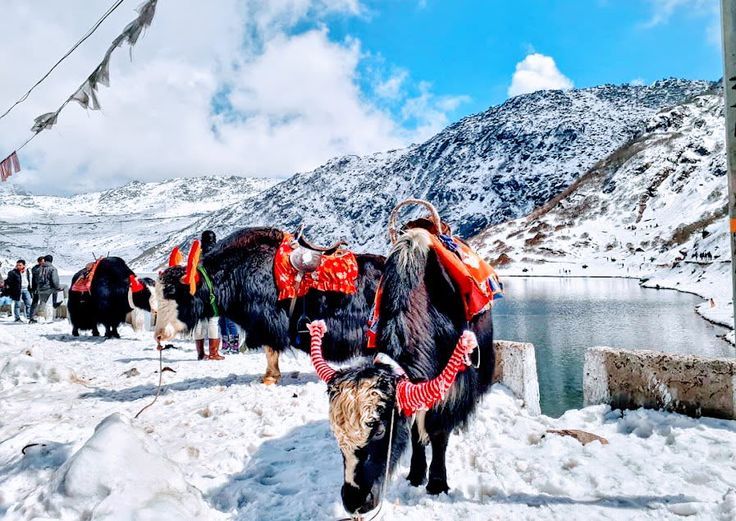 Yak Ride, Kufri